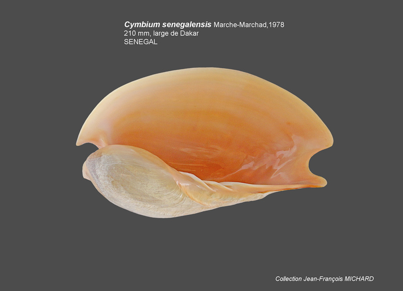 Cymbium senegalensis Marche-Marchad, 1978 Cymbiu14