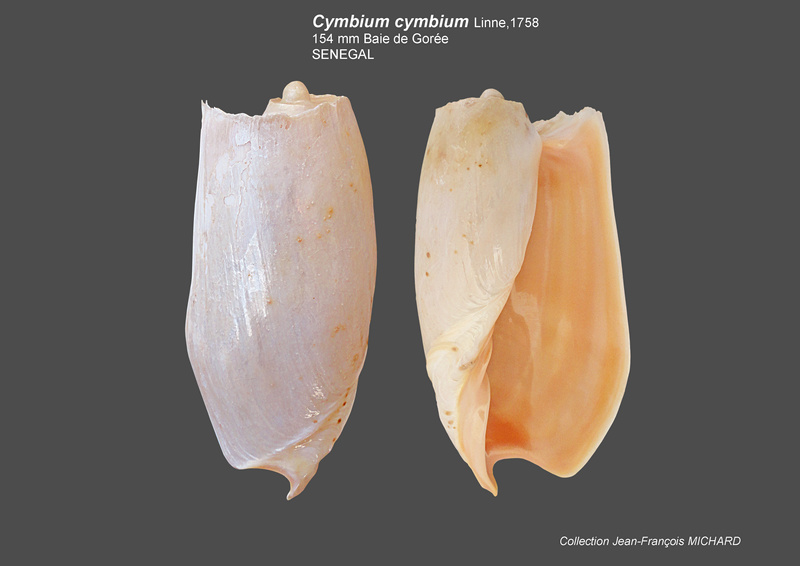 Cymbium cymbium - (Linnaeus, 1758) Cymbiu15
