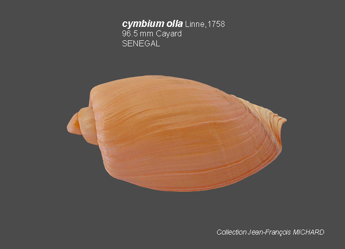 Cymbium olla (Linnaeus, 1758) Cymbiu18