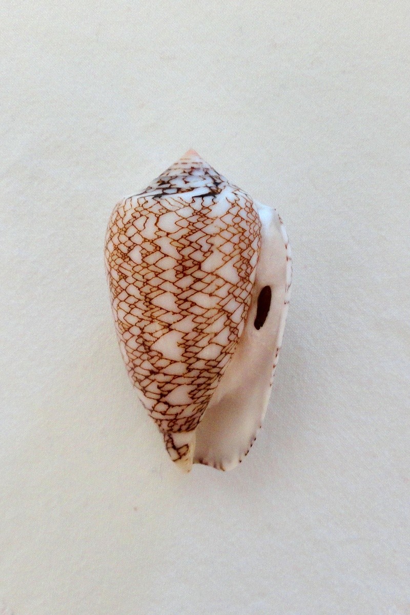 Conus (Cylinder) archiepiscopus concatenatus   Kiener, 1850 Dsc06612