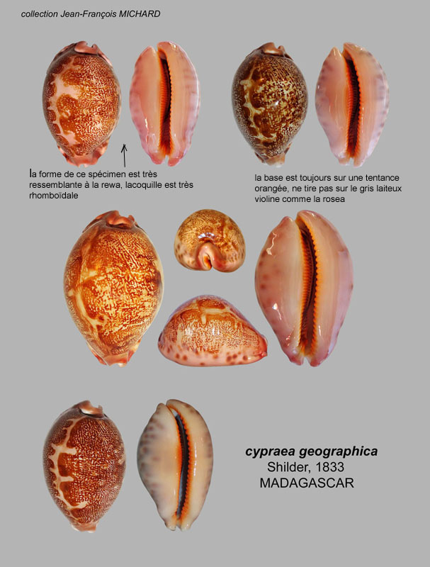 Planche aide à l'identification pour les Leporicypraea mappa Planch11
