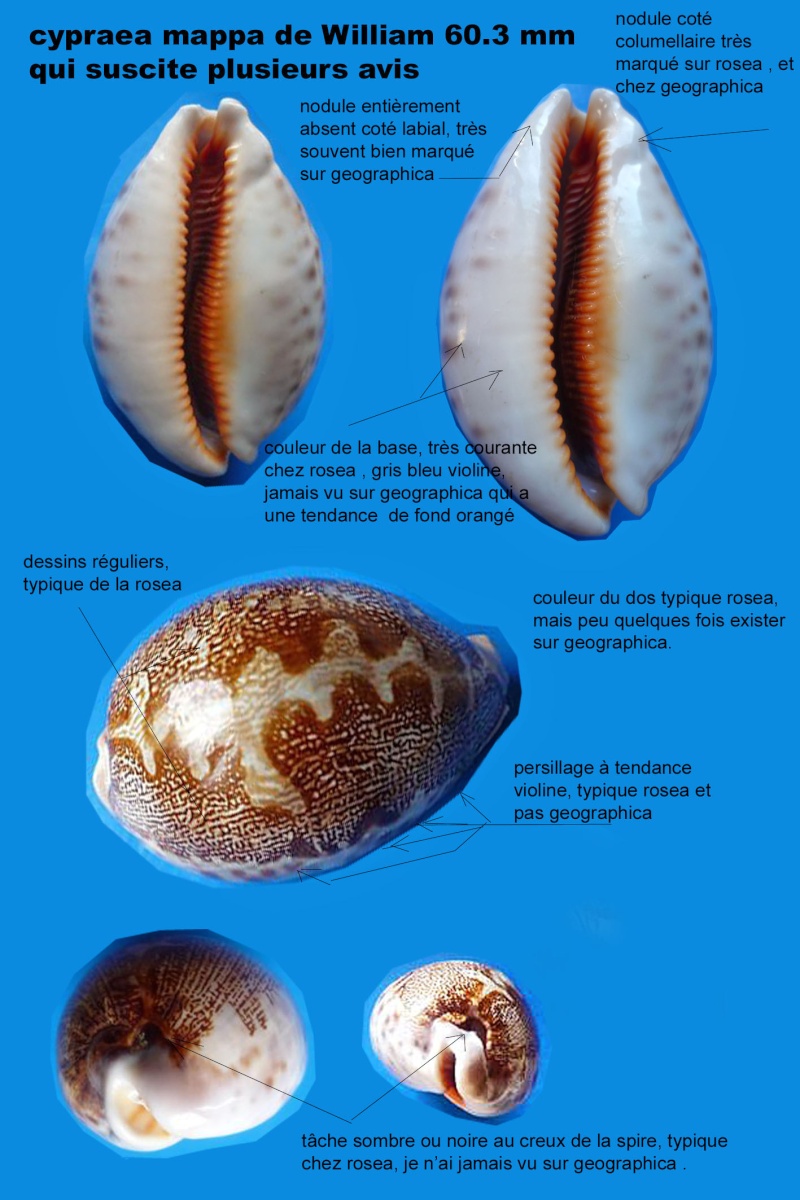 rosea -  Planche aide à l'identification pour les Leporicypraea mappa rosea (Gray, 1824) ou Leporicypraea geographica (Schilder & Schilder, 1933) ? Planch15