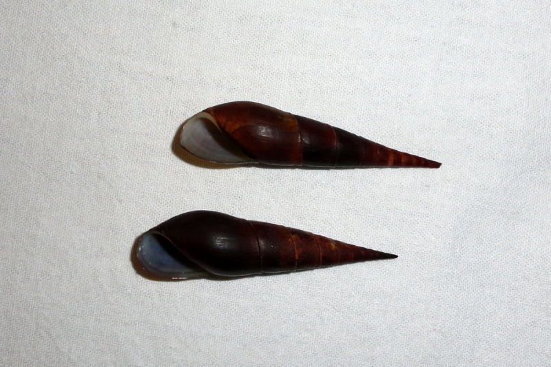 Melanoides plicaria - (Born, 1778) & Faunus ater - Linnaeus, 1758 Terres12