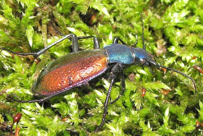 Chrysotribax hispanus ssp. berardi RAYNEAUD 1967 Img_1210