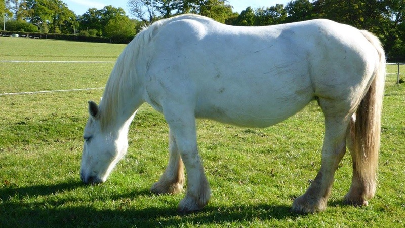 PRECIEUSE - PP Percheron née en 2003 - adoptée en décembre 2015 par Pascale, puis en décembre 2022 par Eric - Page 2 Precie10