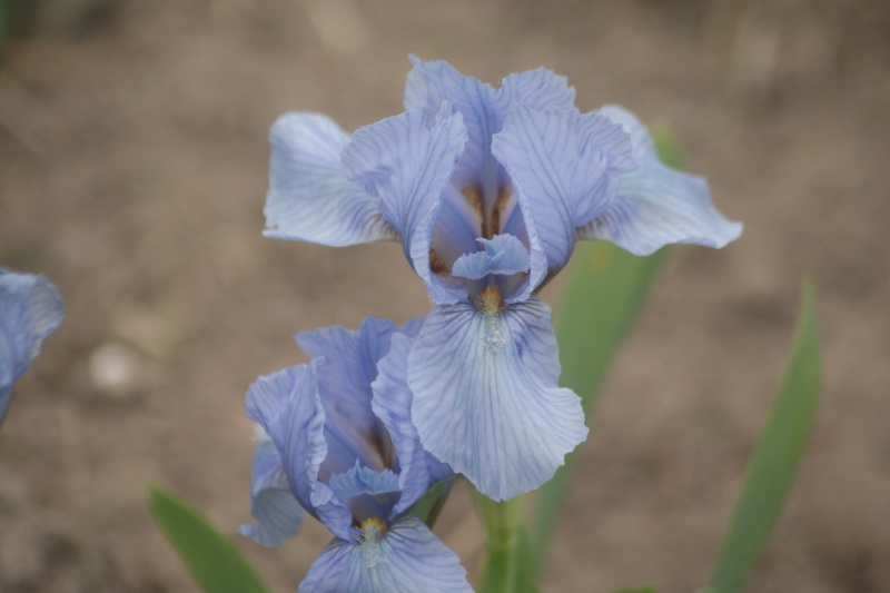 Iris : floraison 2014 Dsc01813