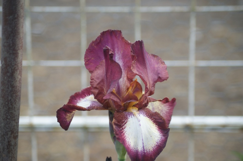 Iris : floraison 2014 - Page 9 Dsc05210