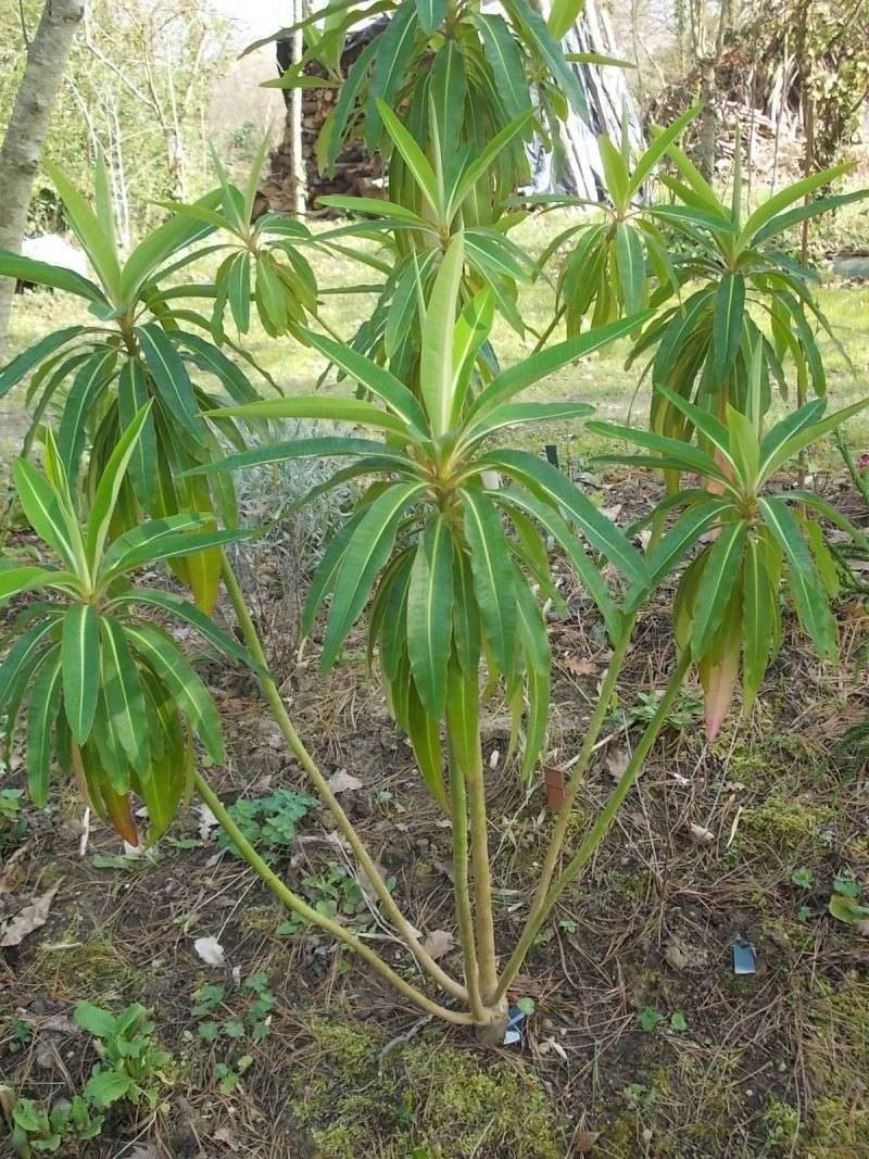 Euphorbia mellifera  Dscn0024