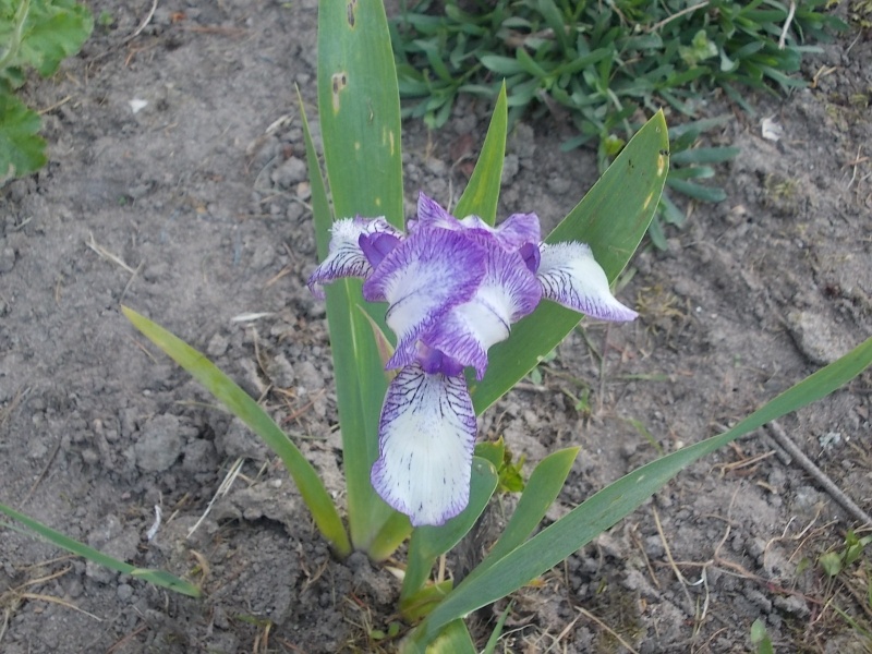 Iris : floraison 2014 - Page 2 Dscn0811