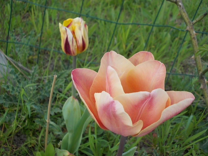tulipes 2013 - 2014 - Page 8 Dscn0816