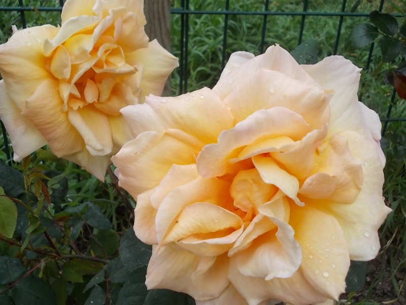 Les rosiers fleurissent  : 2014  Dscn0914