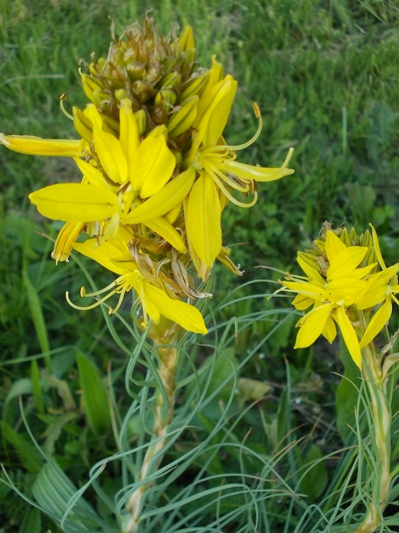 Asphodeline - Page 2 Dscn1022