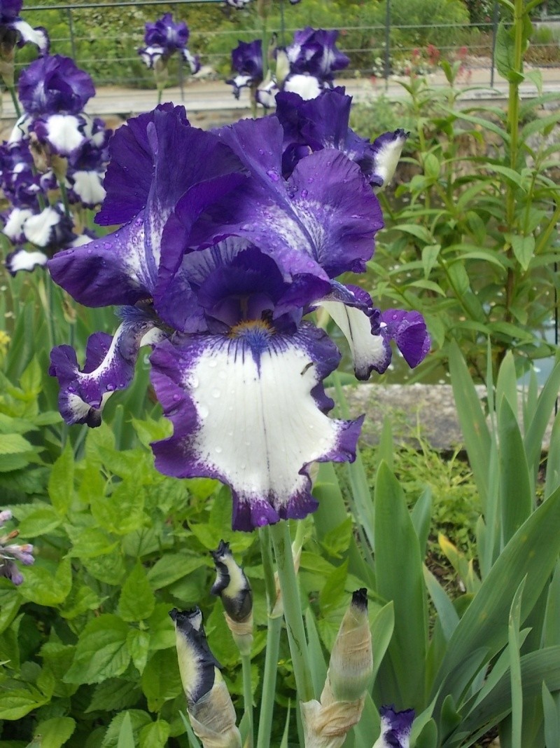 Iris : floraison 2014 - Page 10 Dscn1411