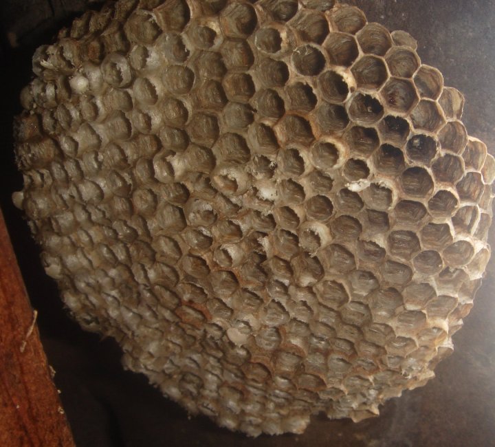 Polistes dominula dans grenier Nid_gu10