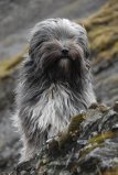 MERLIN  -  Terrier du Tibet  1 an 1/2  -  REFUGE DE L'ESPOIR  A  ARTHAZ  (74)... adopté par Tibétaine Merlin11