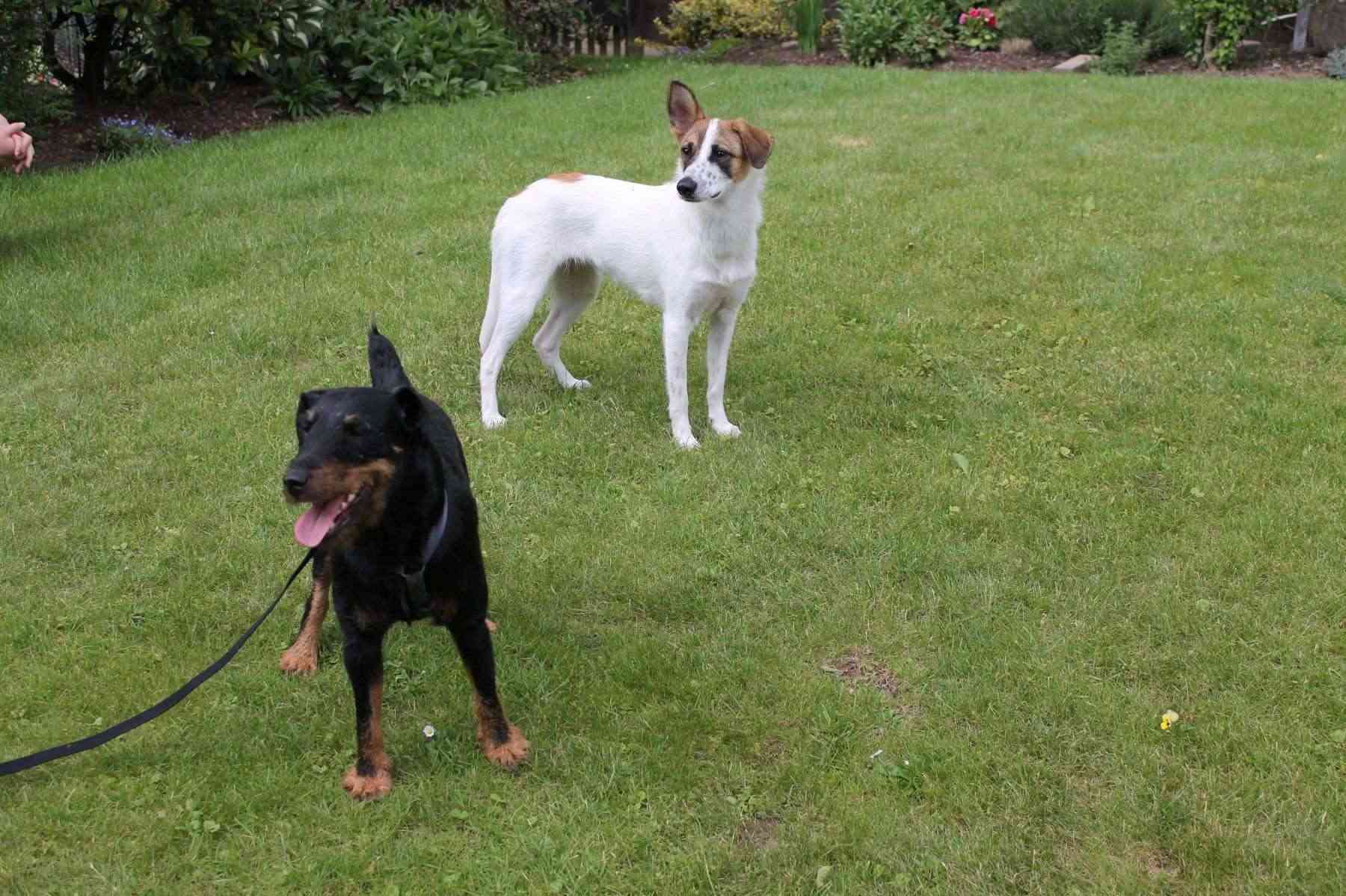 Belgique - WATSON jagd terrier 1 an, avant mercredi !!! Verviers ... adopté en Allemagne par Barbara Watson11
