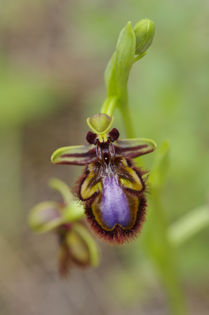 Début avril 2013 en Andalousie Ophrys14