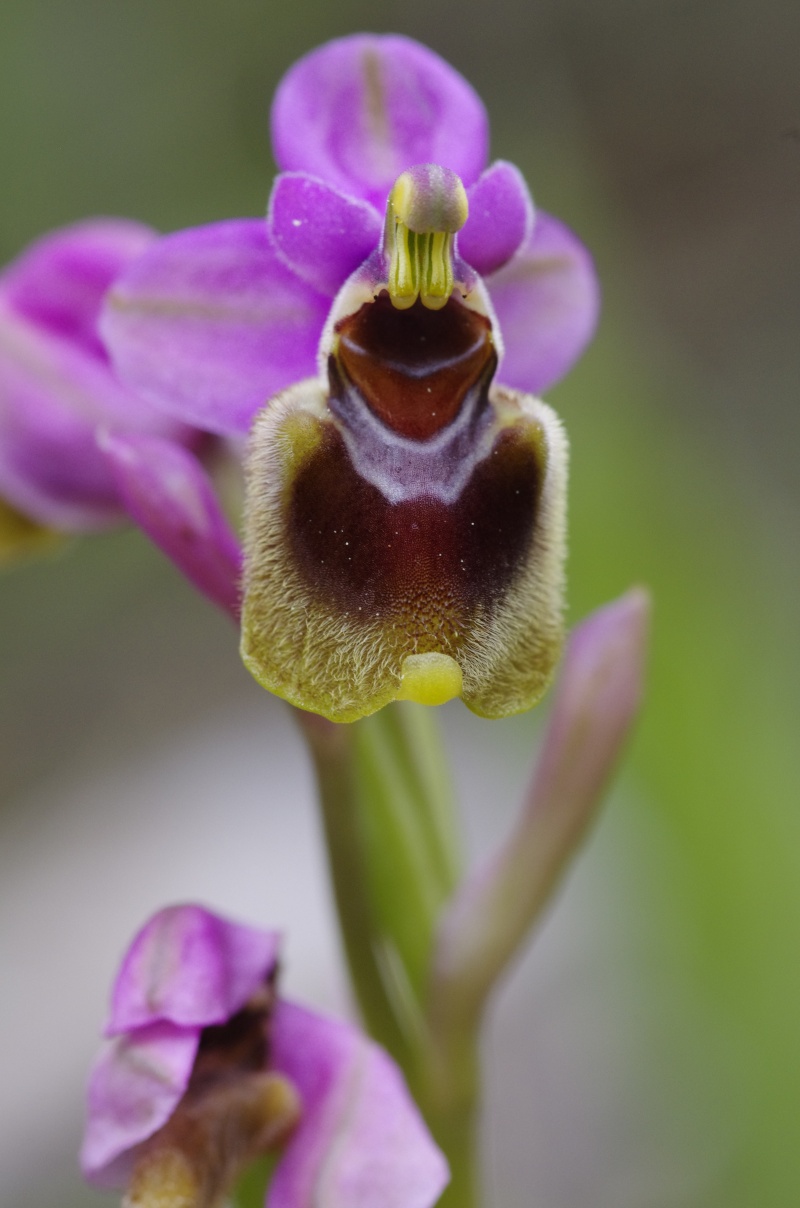 Début avril 2013 en Andalousie Ophrys16