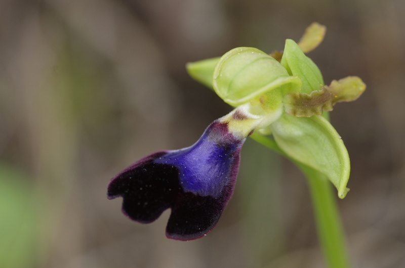 Début avril 2013 en Andalousie Ophrys18