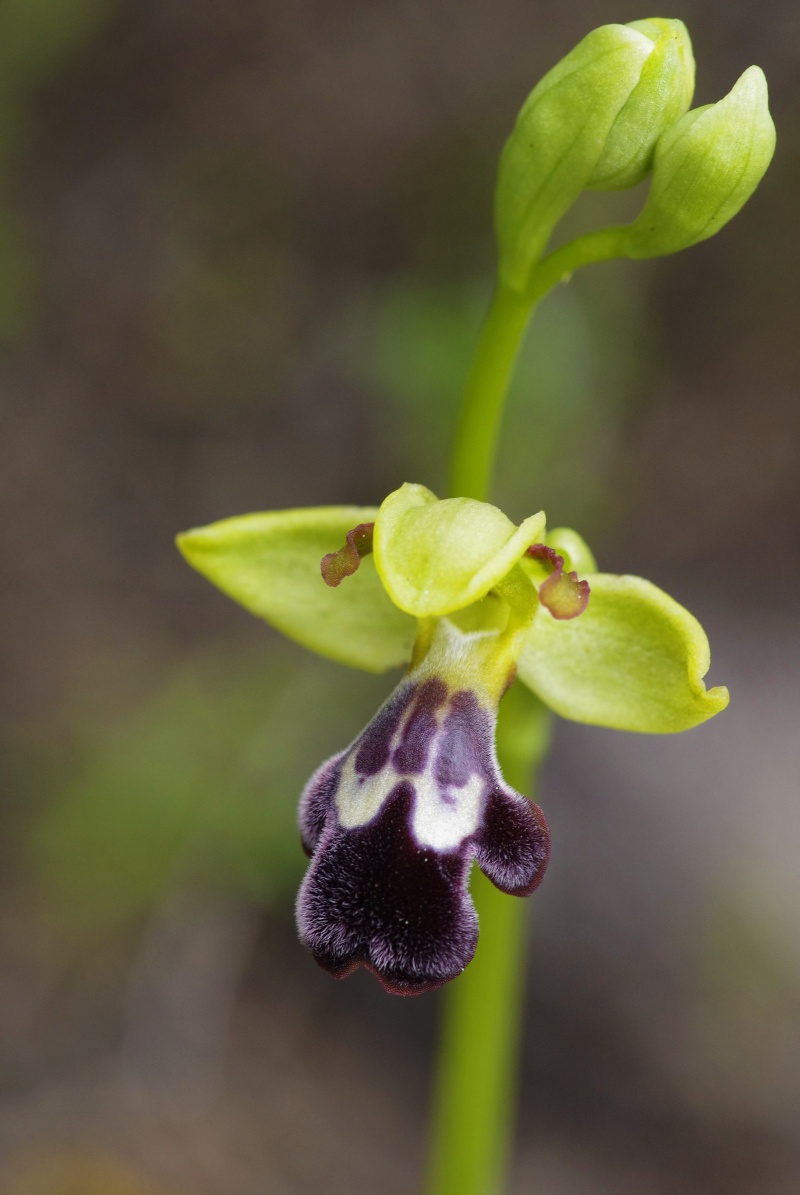 Début avril 2013 en Andalousie Ophrys19