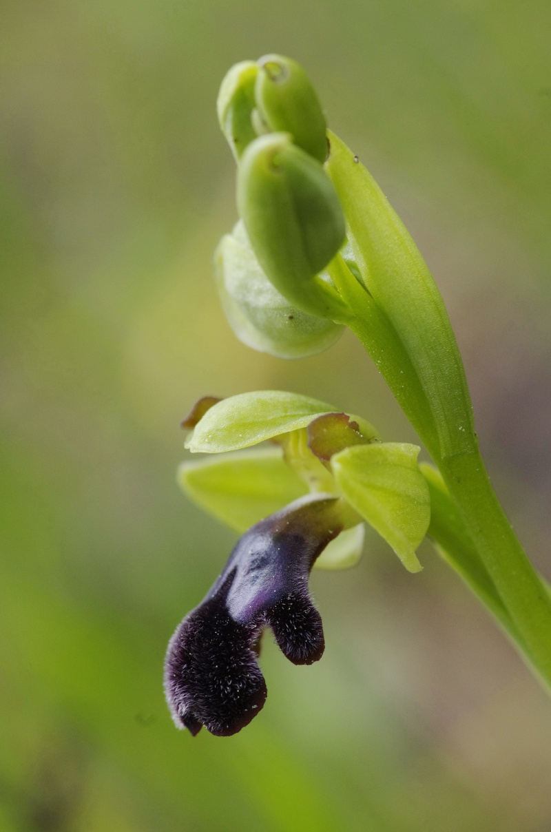 Début avril 2013 en Andalousie Ophrys21