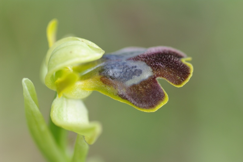 Début avril 2013 en Andalousie Ophrys25