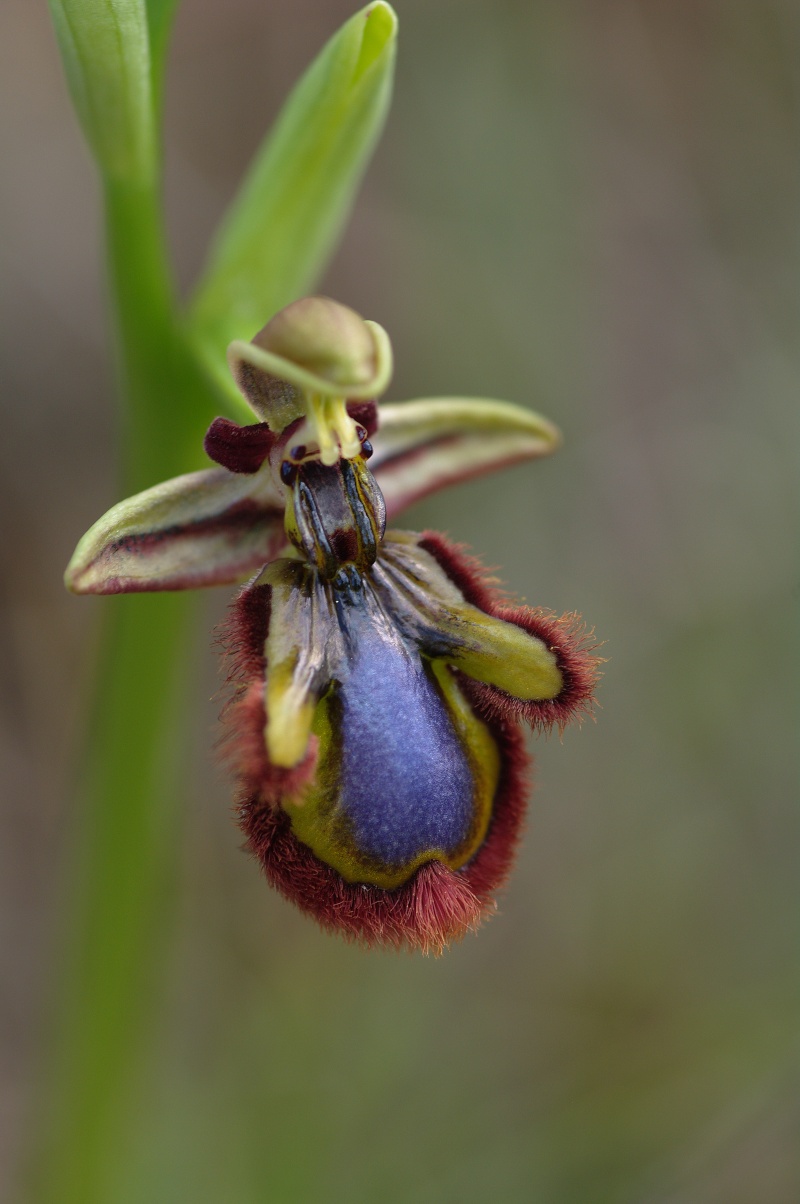 Début avril 2013 en Andalousie Ophrys31