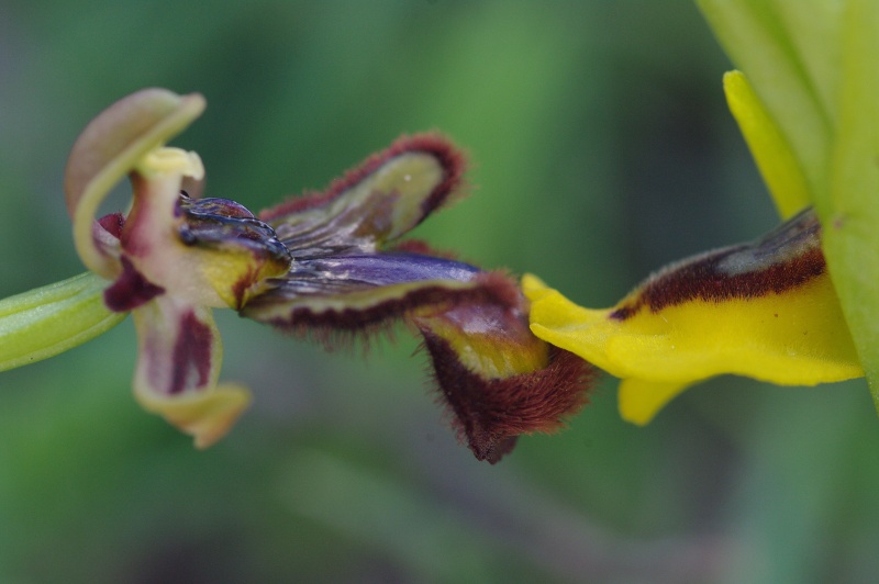 Début avril 2013 en Andalousie Ophrys32