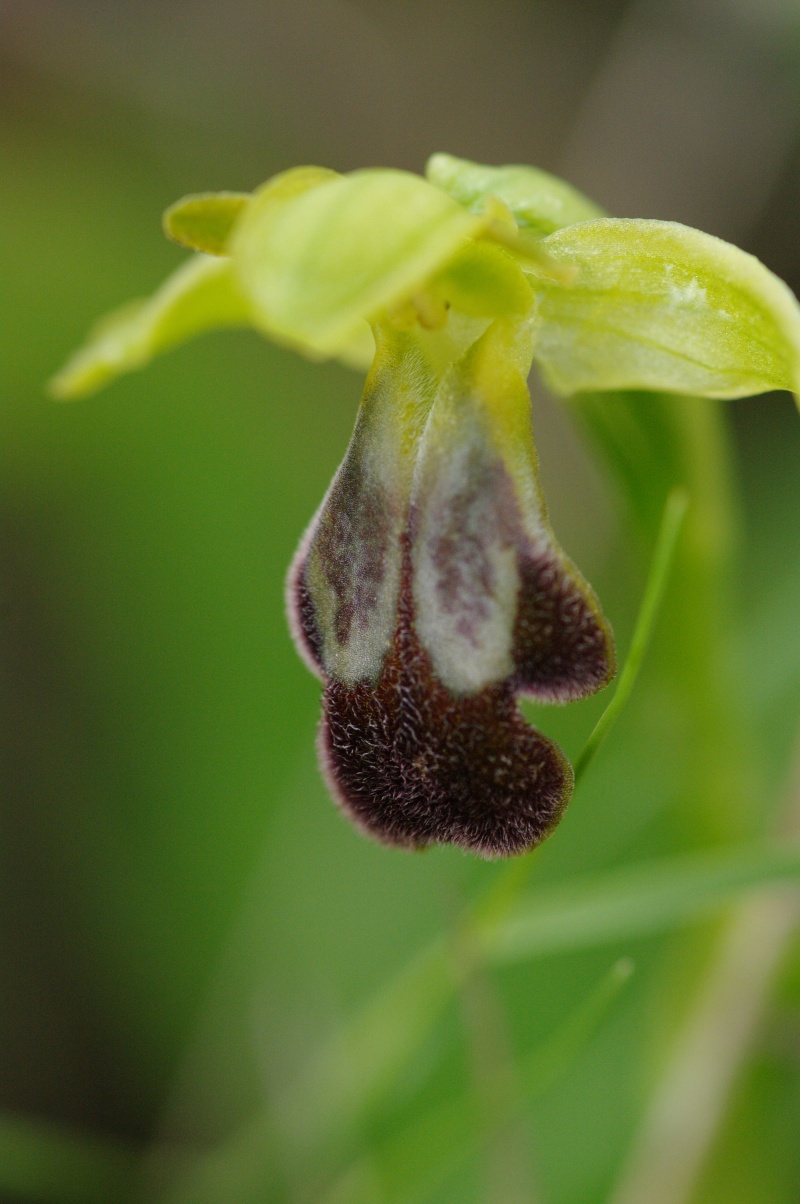 Début avril 2013 en Andalousie Ophrys33