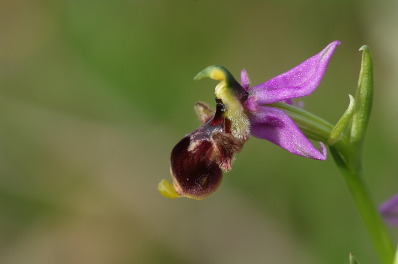 Début avril 2013 en Andalousie Ophrys34