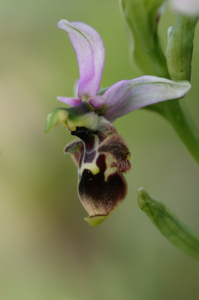Début avril 2013 en Andalousie Ophrys35