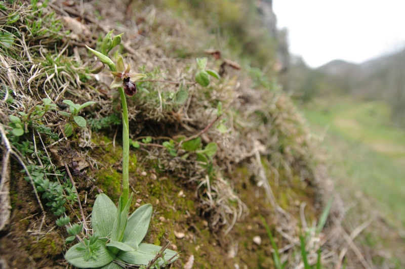 Début avril 2013 en Andalousie Ophrys39