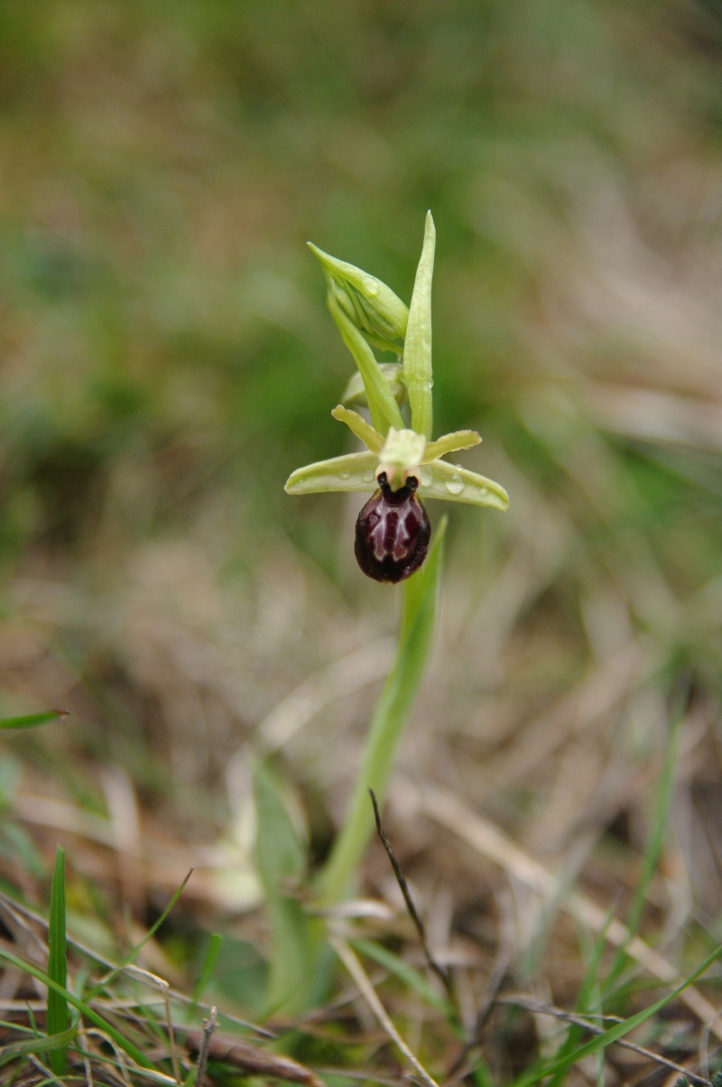 Début avril 2013 en Andalousie Ophrys40