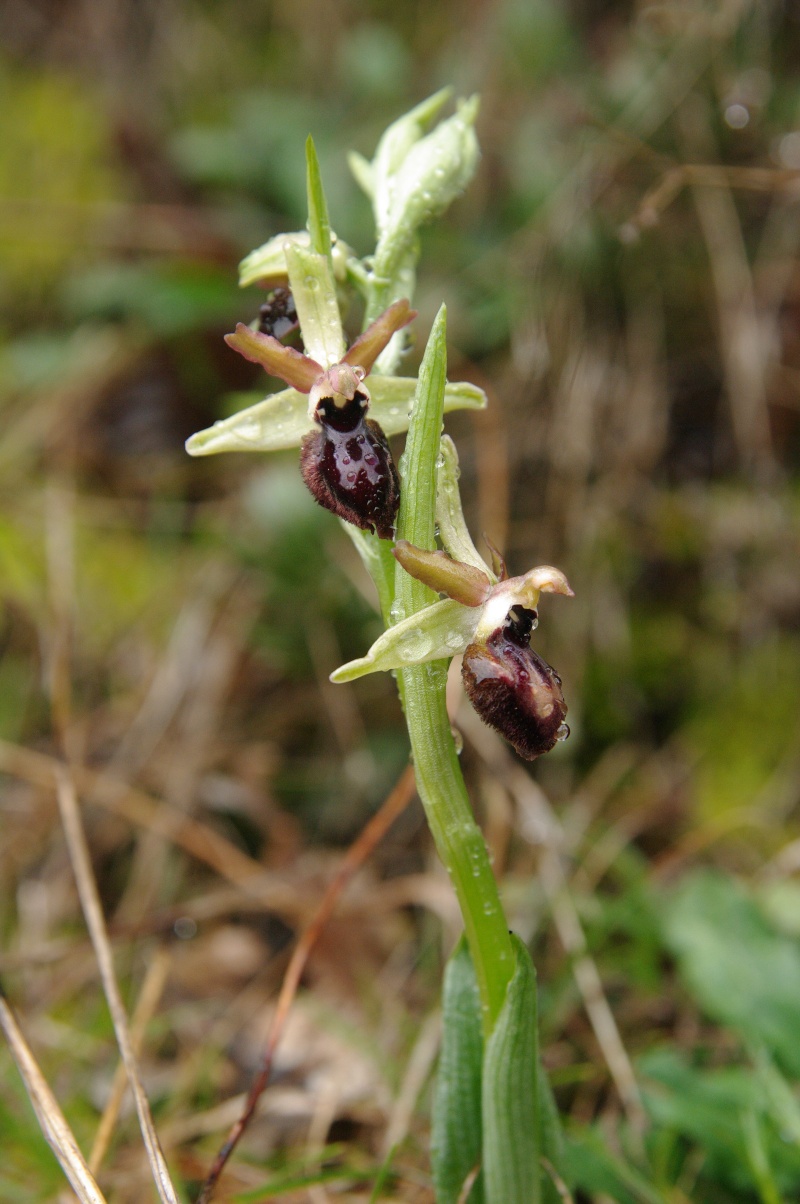 Début avril 2013 en Andalousie Ophrys41