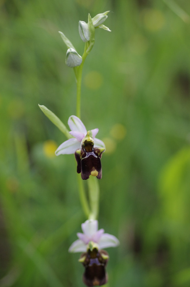 Gargano mai 2013 Ophrys56