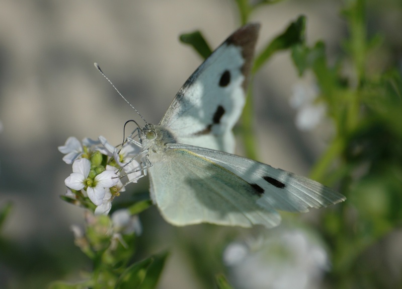 Un papillon - une chenille - Pieris brassicae 39872710
