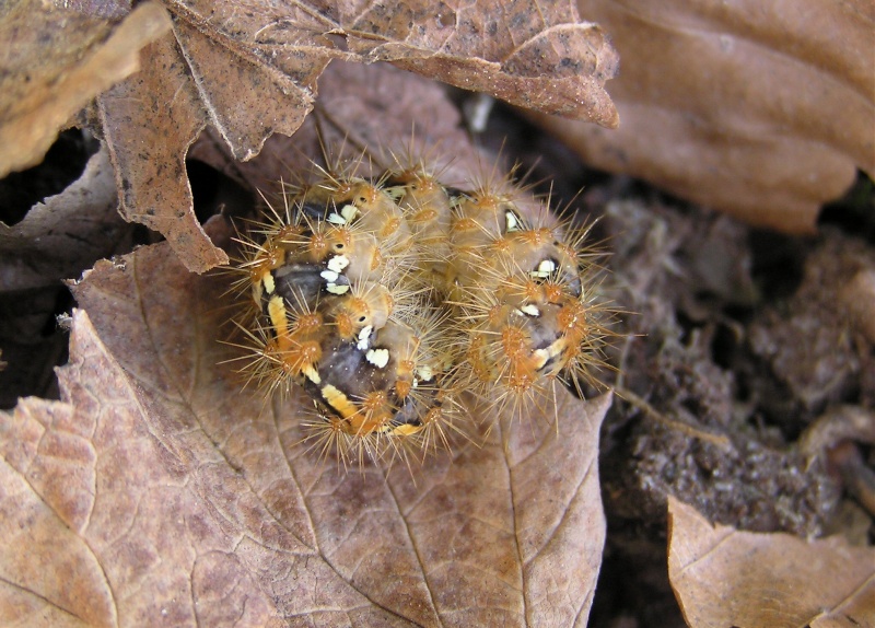 Un papillon - une chenille - Euplagia quadripunctaria 63052710