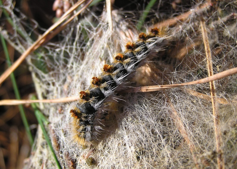 Un papillon - une chenille - Thaumetopoea pityocampa 65988010