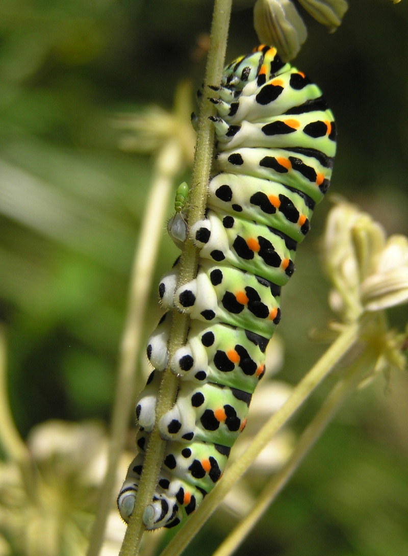 Un papillon - une chenille - Papilio machaon 80021410