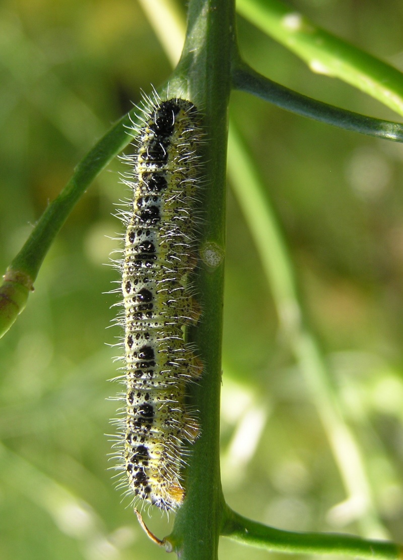 Un papillon - une chenille - Pieris brassicae 80461510