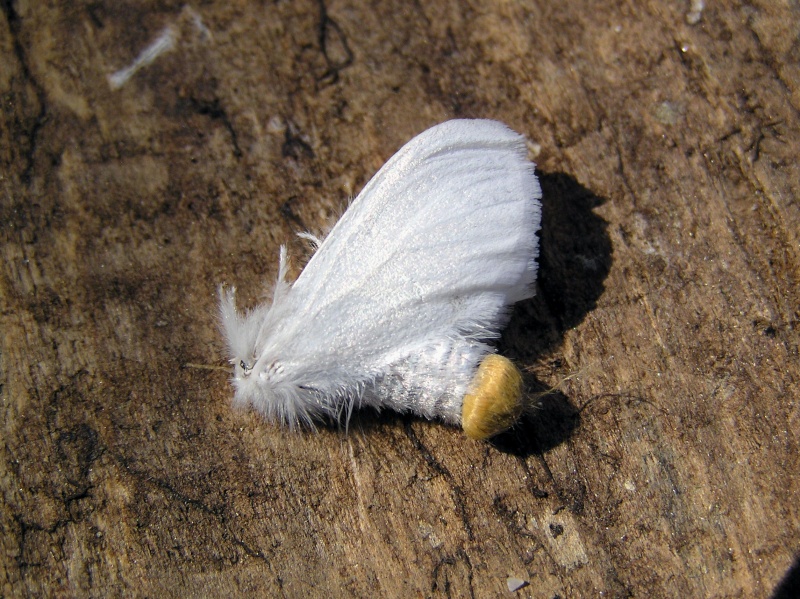 Un papillon - une chenille - Euproctis similis 94471810