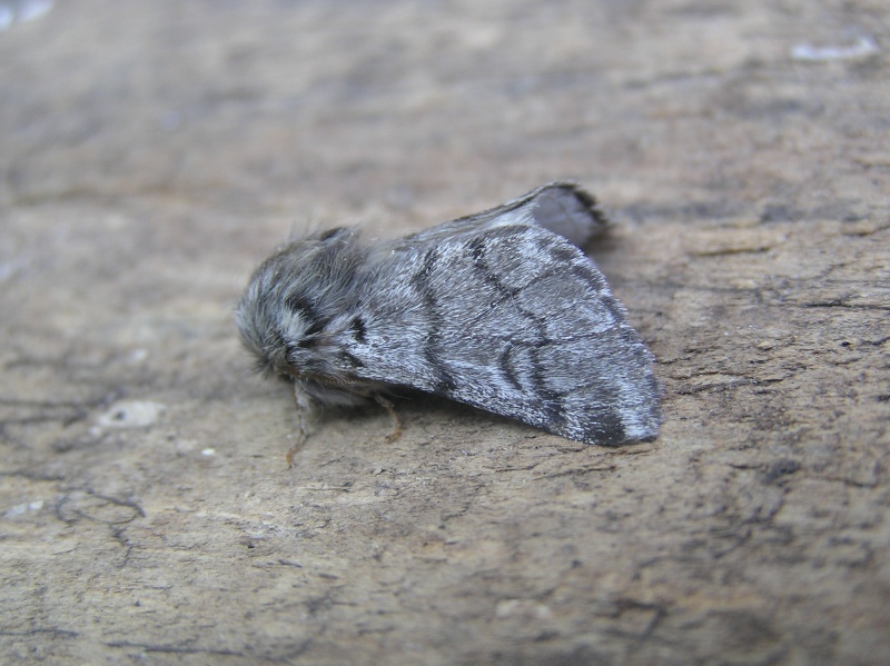 Un papillon - une chenille - Thaumetopoea pityocampa 94906810