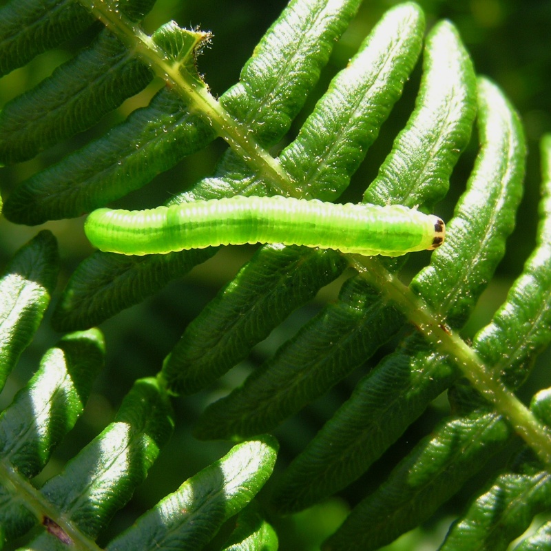 [Symphyte sp] Chenille sur fougère à identifier A_iden26