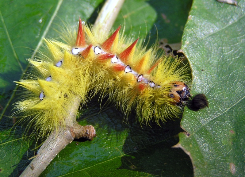 Un papillon - une chenille - Acronicta aceris  Arctom11