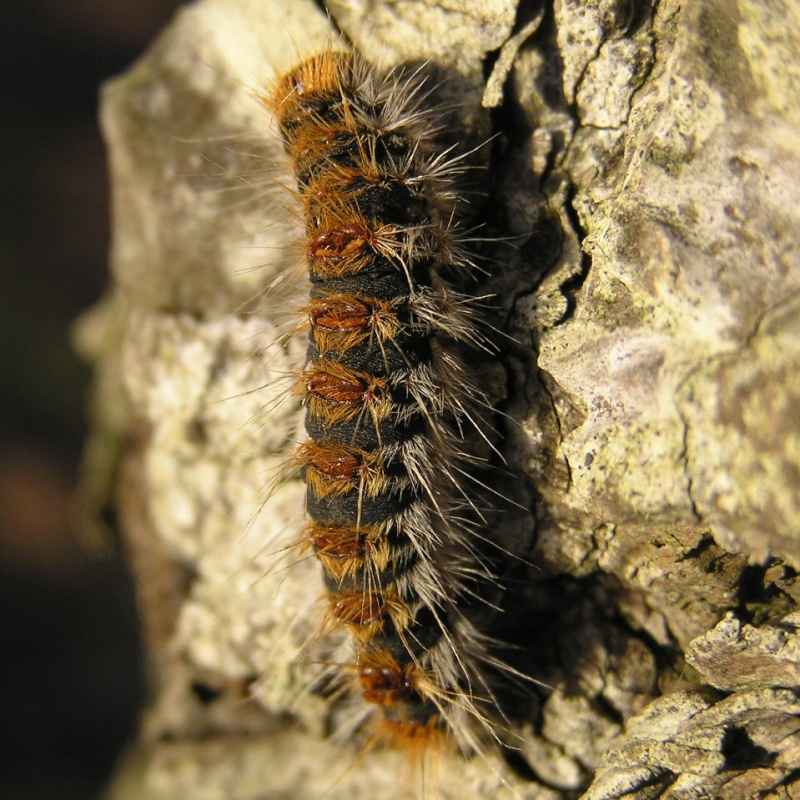 Un papillon - une chenille - Thaumetopoea pityocampa Thaume12