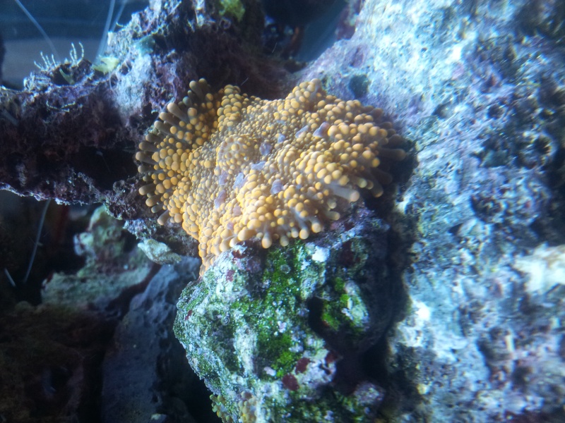 CONCOURS PHOTO ... coraux mou 210
