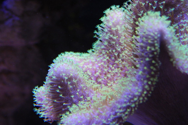 CONCOURS PHOTO ... coraux mou 910