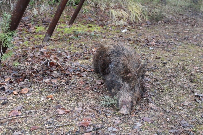 Deux sangliers au ferme en une journée !  Chasse10