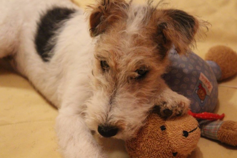 Fox terrier à poils dur - Italia Chien10