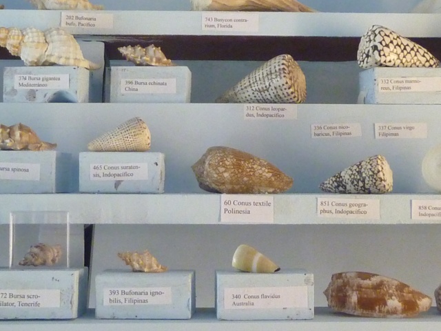 Musée océanographique de Monaco Ste_ba10